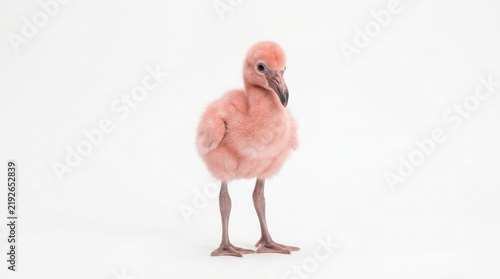 Cute baby flamingo bird illustration standing against white background with flamingo chick pink bird young flamingo isolated bird fluffy bird cute animal portrait avian life wild animal