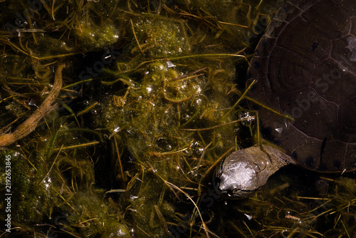 Картината върху платно reptil de raya negra