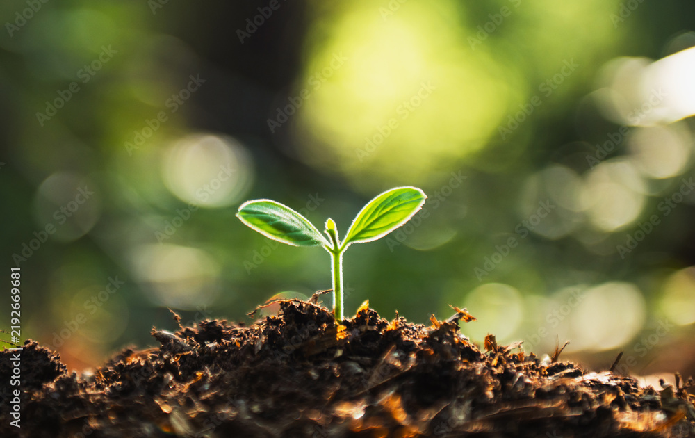 Obraz premium Tiny green sprout breaks through rich, dark soil