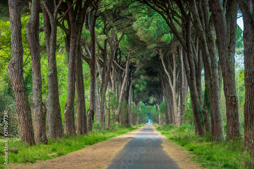 Pine Forest