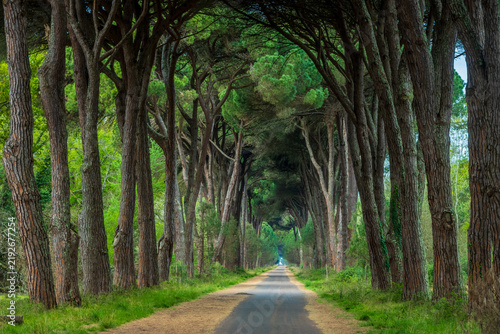 Pine Forest