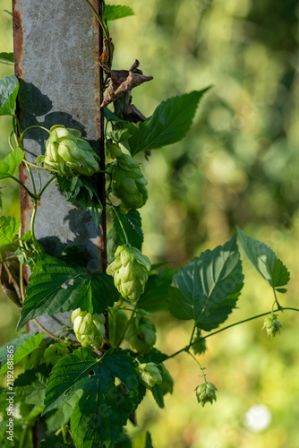 Foto Fresh green common hop cones (Humulus lupulus) climbing a support outdoors, a natural crop used for beer brewing, beverages, herbal products and culinary ingredients