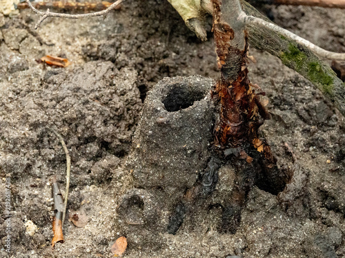 фотографія Mud Chimney Structures Surrounding Mangrove Crab Burrows