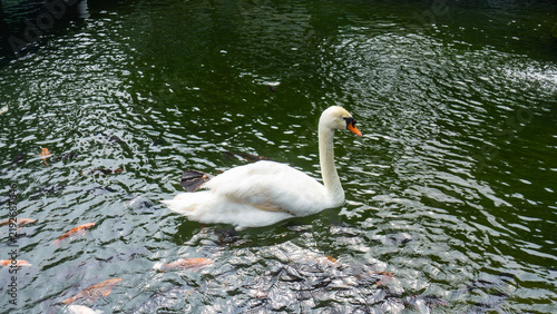 Принти на полотні A graceful white mute swan swimming on the surface of a green freshwater pond fi