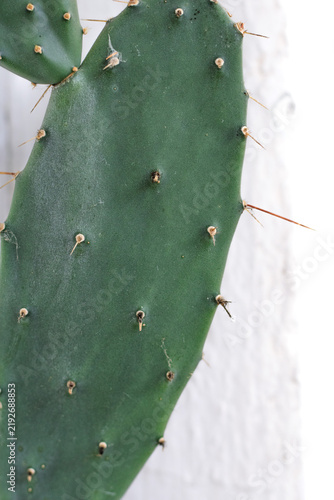 Fotografie Green, thorny cactus leaf against a white wall background