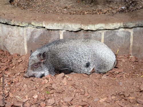 Canvastavla Cochon
