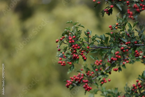 Cuadro en lienzo Bright red hawthorn berries filling a branch among green summer foliage