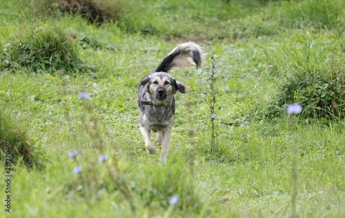 Quadro su tela Angry growling dog running toward the camera with an aggressive expression