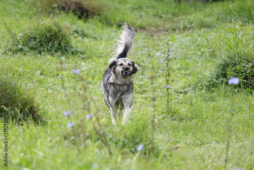 Quadro su tela Angry dog running toward the camera while baring its teeth and growling