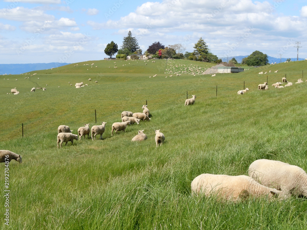 Fototapeta premium herd of sheep on a meadow