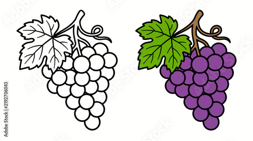 Vector illustration of cute cartoon grape fruit cluster coloring book page and colored set