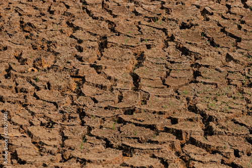cracked earth with deep fissures and sparse green shoots sprouting through the soil