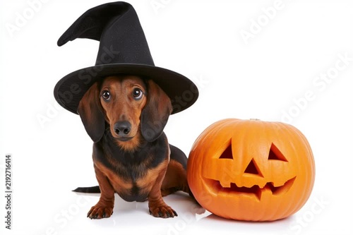 pumpkin and dog, AI generated video