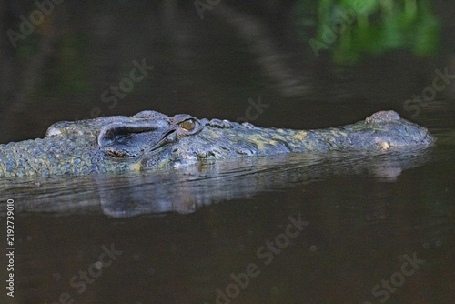 Quadro su tela Crocodile, in Kinabangtan River, in Borneo.