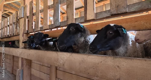 Feeding a flock of sheep on the farm. Farm lifestyle, animal care.