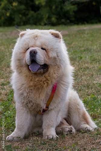 This majestic Chow Chow sits proudly on the lush green grass.