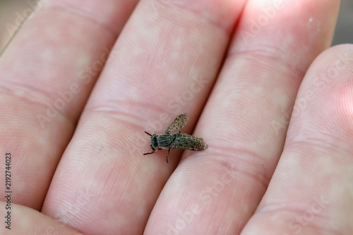 фотографія Cleg or Horse-fly (Haematopota pluvialis) killed after trying to bite, lying on a hand