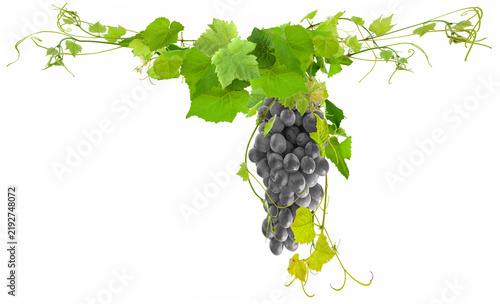 Vignes et grappe de raisin 