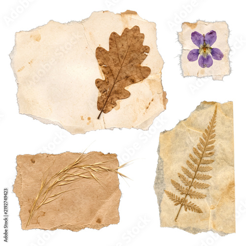 Collection of vintage torn paper pieces with pressed dried plants