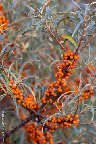 Foto Sea buckthorn berries growing on branch