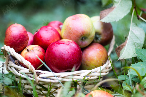 Фотография Fresh red and yellow apples in a wicker basket outdoors