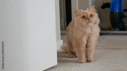 Adorable Fluffy Ginger Persian Cat Sitting on Carpet and Looking Up Attentively Inside Modern Home