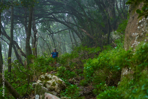 Plakat Hiker walking beneath forest canopy