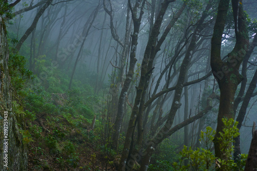 Misty laurel forest on mountain slope