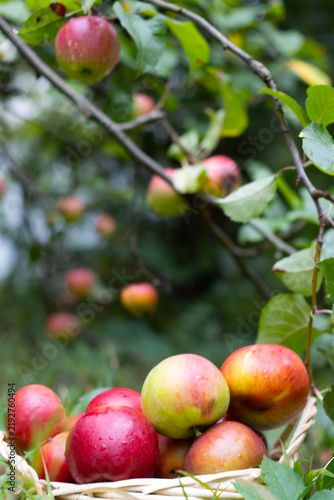 Фотография Ripe colorful apples in a basket surrounded by autumn greenery
