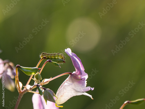 Raupe eines Eulenfalters (Erebidae und Noctuidae) an Drüsigem Springkraut (Impatiens glandulifera)