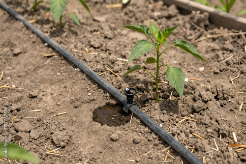 Fotografie Drip irrigation emitter on a black tube watering soil beside a young pepper plan