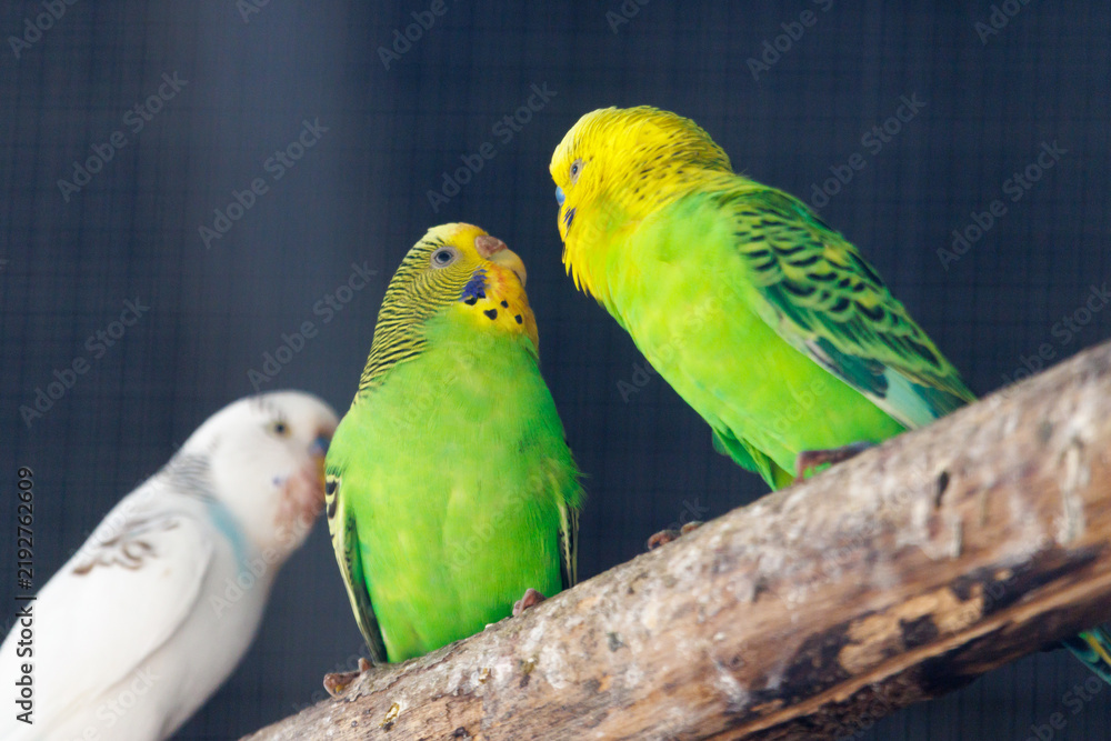 Obraz premium Three budgerigars perch on a rough branch