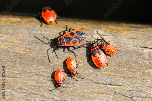 Foto Red and black beetles crawl on rough wooden surface
