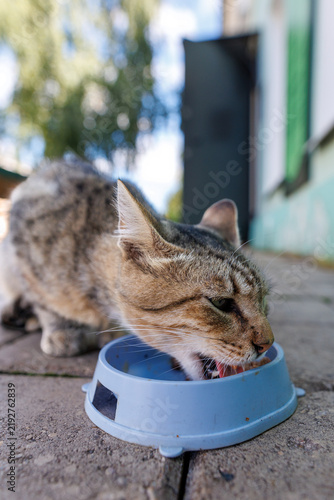Photography Tabby cat eats from blue bowl on stone pavement