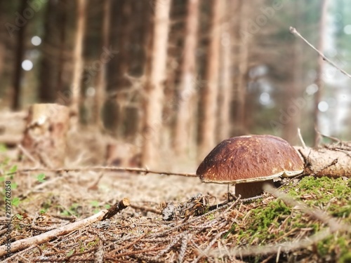 Foto Porcini mushroom (Boletus edulis, Boletus pinophilus) in a forest in autumn