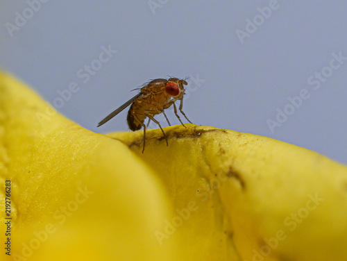 Fruchtfliege (Drosophila melanogaster)