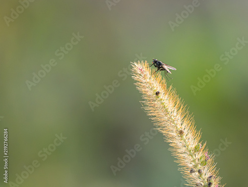 Fliege (Brachycera)  am Blütenstand einer Borstenhirse (Setaria)