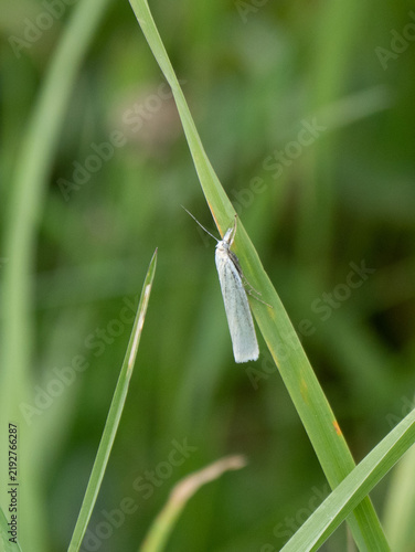 Weisser Graszünseler  (Crambus perlella)
