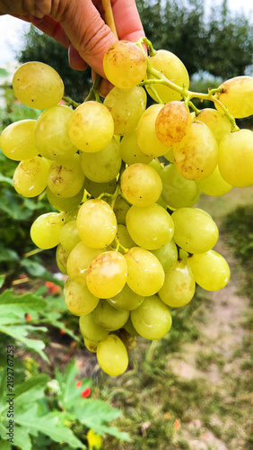 Womans hand holding a freshly picked ripe cluster of white grapes. Grape cultivation and harvesting, sweet natural berries, fresh fruit, seasonal harvest, and grapes as a healthy dessert concept.