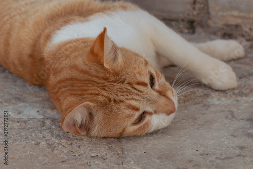 Canvastavla ginger cat stretching lying stone ground eyes closed relaxed street cat orange w