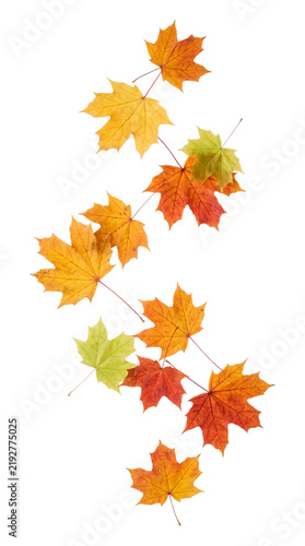 Falling autumn maple leaves isolated on transparent background