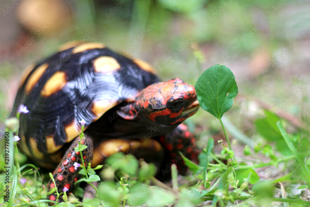 Fototapeta premium Cute small baby Red-foot Tortoise in the nature,The red-footed tortoise (Chelonoidis carbonarius) is a species of tortoise from northern South America 
