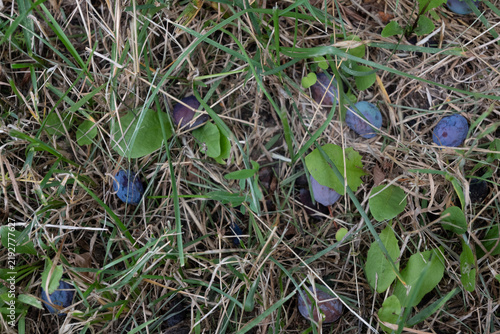 Konstfotografi A bunch of green plums with one dark blue fruit starting to ripen on a branch