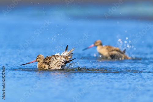 水浴びするオオソリハシシギ