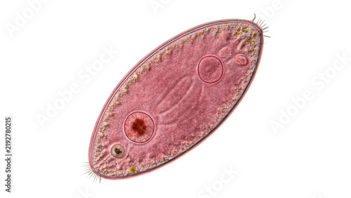 Quadro su tela Microscopic view of single celled paramecium caudatum organism isolated on transparent background