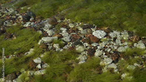 Sea surf on a rocky Baltic beach. Green seaweed sways on the gentle waves. Estonia, Hiiumaa.