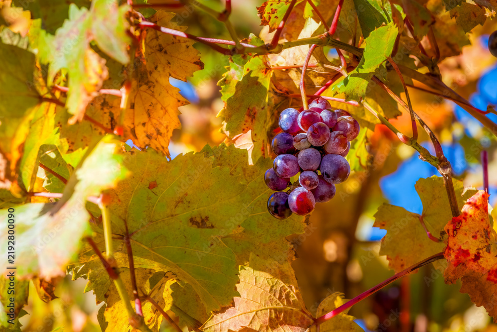 Obraz premium A close-up shot of a single bunch of red grapes hangs from a vine in a vineyard Piedmont, Italy.