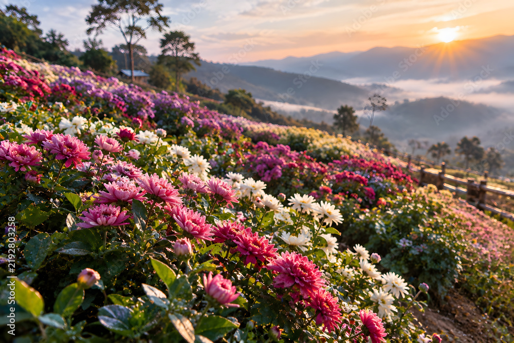 Obraz premium field of flowers