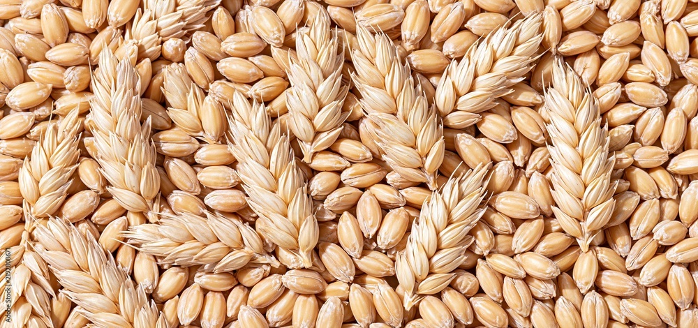 Obraz premium Close-up of golden wheat kernels highlighting their rich texture and warm, natural hues for harvest-themed marketing.