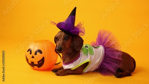 dachshund dog in a witch costume on a yellow background, Halloween. space for text	